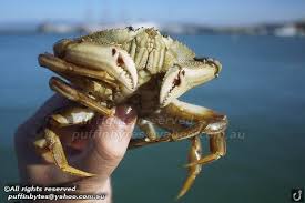 Image result for Metacarcinus magister