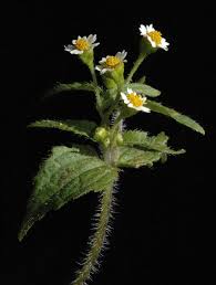 Attēlu rezultāti vaicājumam “Galinsoga quadriradiata leaf”