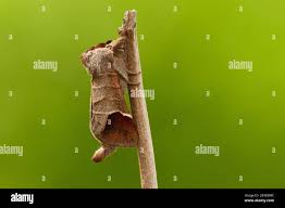 Attēlu rezultāti vaicājumam “Clostera curtula”