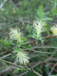 Attēlu rezultāti vaicājumam “Salix aurita flower”