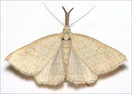 Attēlu rezultāti vaicājumam “Polypogon tentacularius”