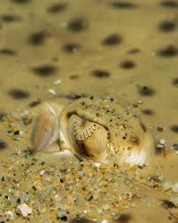 Image result for Raja brachyura