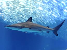 Image result for Carcharhinus brevipinna