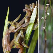 Attēlu rezultāti vaicājumam “Scheuchzeriaceae”