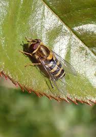 Attēlu rezultāti vaicājumam “Syrphus sp.”