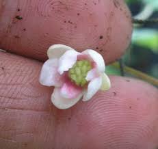 Attēlu rezultāti vaicājumam “Schisandra chinensis flower”