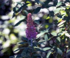 Attēlu rezultāti vaicājumam “Spiraea salicifolia”
