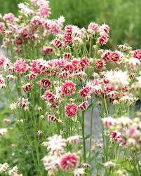 Image result for Aquilegia vulgaris `Nora Barlow`