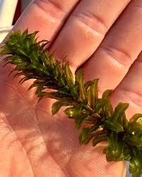 Attēlu rezultāti vaicājumam “Hydrilla verticillata”