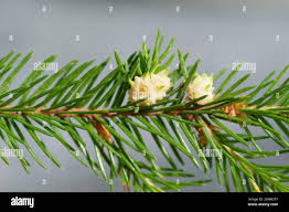 Attēlu rezultāti vaicājumam “Adelges laricis”