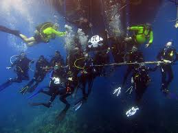 Image result for Worcester Divers Octopush Club