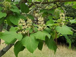 Attēlu rezultāti vaicājumam “Catalpa ovata flower”
