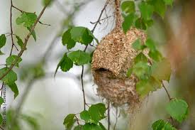 Attēlu rezultāti vaicājumam “Remiz pendulinus nest”