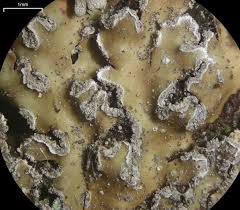 Attēlu rezultāti vaicājumam “Physconia detersa”