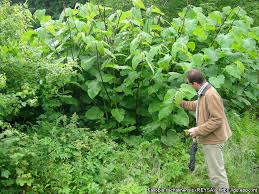 Attēlu rezultāti vaicājumam “Reynoutria sachalinensis leaf”