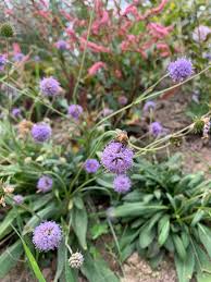 Attēlu rezultāti vaicājumam “Succisa pratensis flower”
