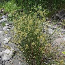 Attēlu rezultāti vaicājumam “Juncaceae”