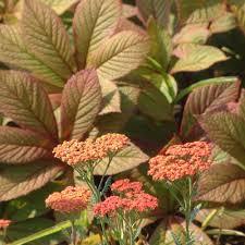 Image result for Rodgersia chocolate wings