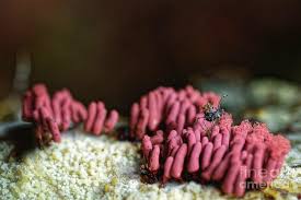 Attēlu rezultāti vaicājumam “Arcyria incarnata young”