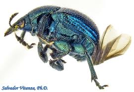 Attēlu rezultāti vaicājumam “Attelabidae”