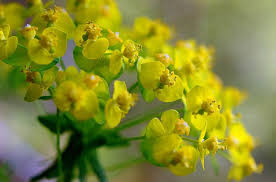 Attēlu rezultāti vaicājumam “Euphorbia cyparissias flower”