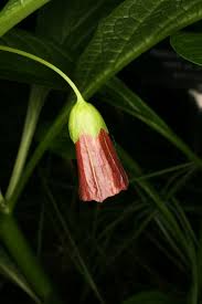 Attēlu rezultāti vaicājumam “Scopolia carniolica flower”