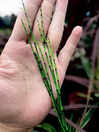 Attēlu rezultāti vaicājumam “Equisetum variegatum”