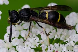 Attēlu rezultāti vaicājumam “Symmorphus sp.”