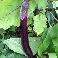 Afbeeldingsresultaat voor fengyuan purple eggplant