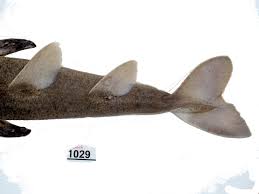 Image result for Squatina squatina