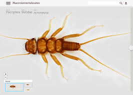 Attēlu rezultāti vaicājumam “Macrosteles sp. imago”