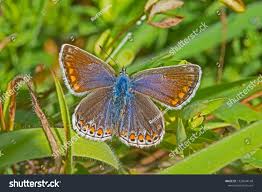 Attēlu rezultāti vaicājumam “Polyommatus icarus female”