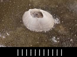 Attēlu rezultāti vaicājumam “Balanus improvisus”