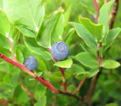 Attēlu rezultāti vaicājumam “Vaccinium uliginosum fruit”