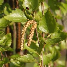 Attēlu rezultāti vaicājumam “Betula pendula flower”