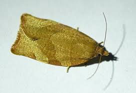 Attēlu rezultāti vaicājumam “Pandemis cerasana”