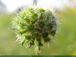 Attēlu rezultāti vaicājumam “Knautia arvensis bud”