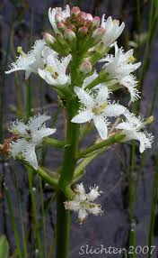 Attēlu rezultāti vaicājumam “Menyanthes trifoliata”