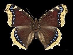 Attēlu rezultāti vaicājumam “Nymphalis antiopa upperside”