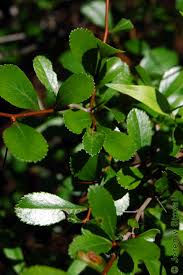 Attēlu rezultāti vaicājumam “Crataegus x macrocarpa leaf”
