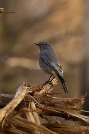 Attēlu rezultāti vaicājumam “Phoenicurus phoenicurus female”