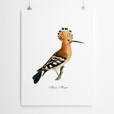 Image result for hoepoe