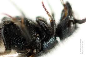 Attēlu rezultāti vaicājumam “Mutilla europaea”