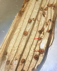 Attēlu rezultāti vaicājumam “Ephemerum serratum sporophyte”