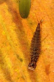 Attēlu rezultāti vaicājumam “Ilybius sp.”