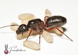 Attēlu rezultāti vaicājumam “Camponotus herculeanus”