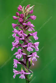 Attēlu rezultāti vaicājumam “Gymnadenia conopsea flower”