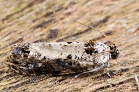 Attēlu rezultāti vaicājumam “Hedya salicella”