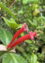Attēlu rezultāti vaicājumam “Betula humilis female flower”