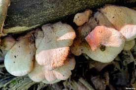 Attēlu rezultāti vaicājumam “Lentinellus ursinus”